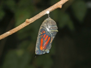 Nymphalidae - Danaus plexippus - Chrysalis